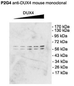 DUX4 Antibody (P2B1), Novus Biologicals 0.1mg; Unlabeled:Antibodies, Monoclonal